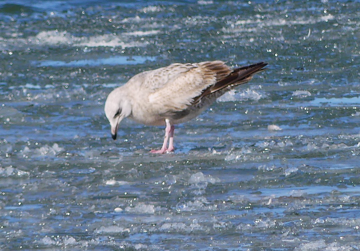 American Herring Gull - ML630811150