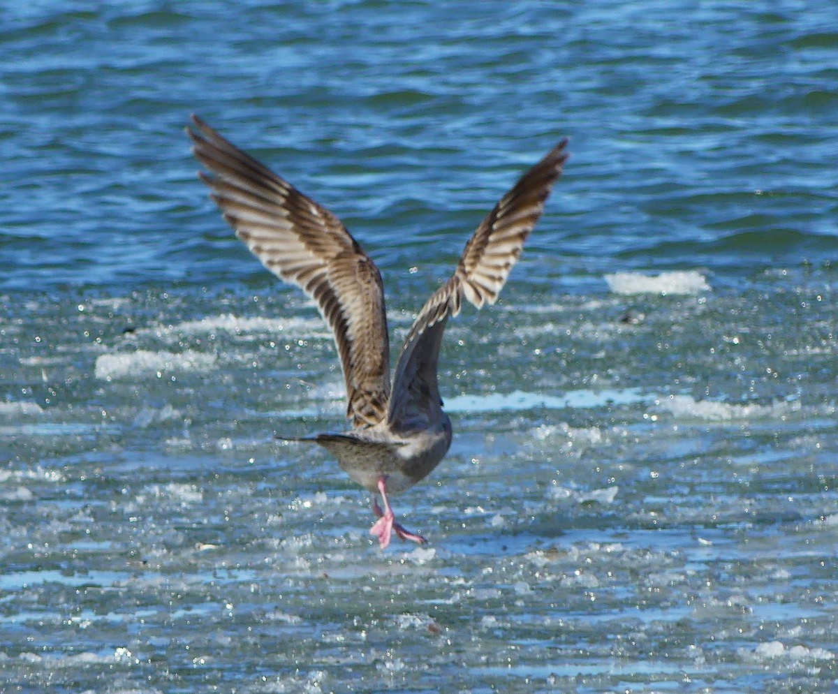 American Herring Gull - ML630811168