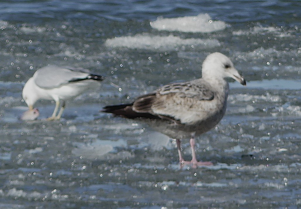 American Herring Gull - ML630811185