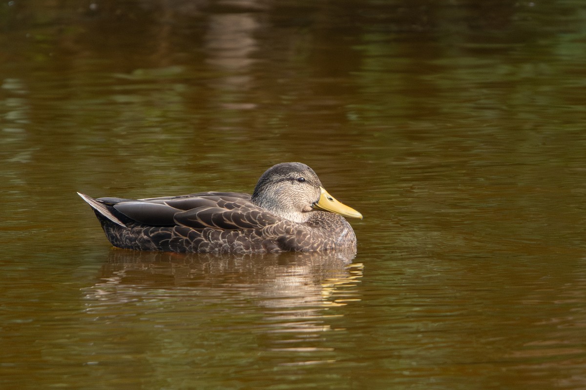 ברווז שחור אמריקני - ML630811188