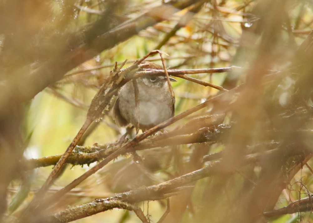 Timberline Wren - ML630811189