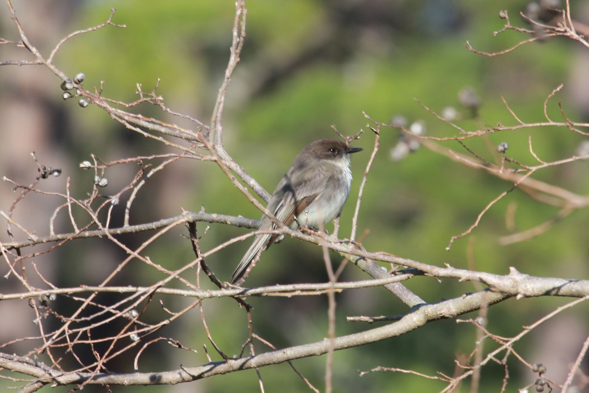 Eastern Phoebe - ML630811191