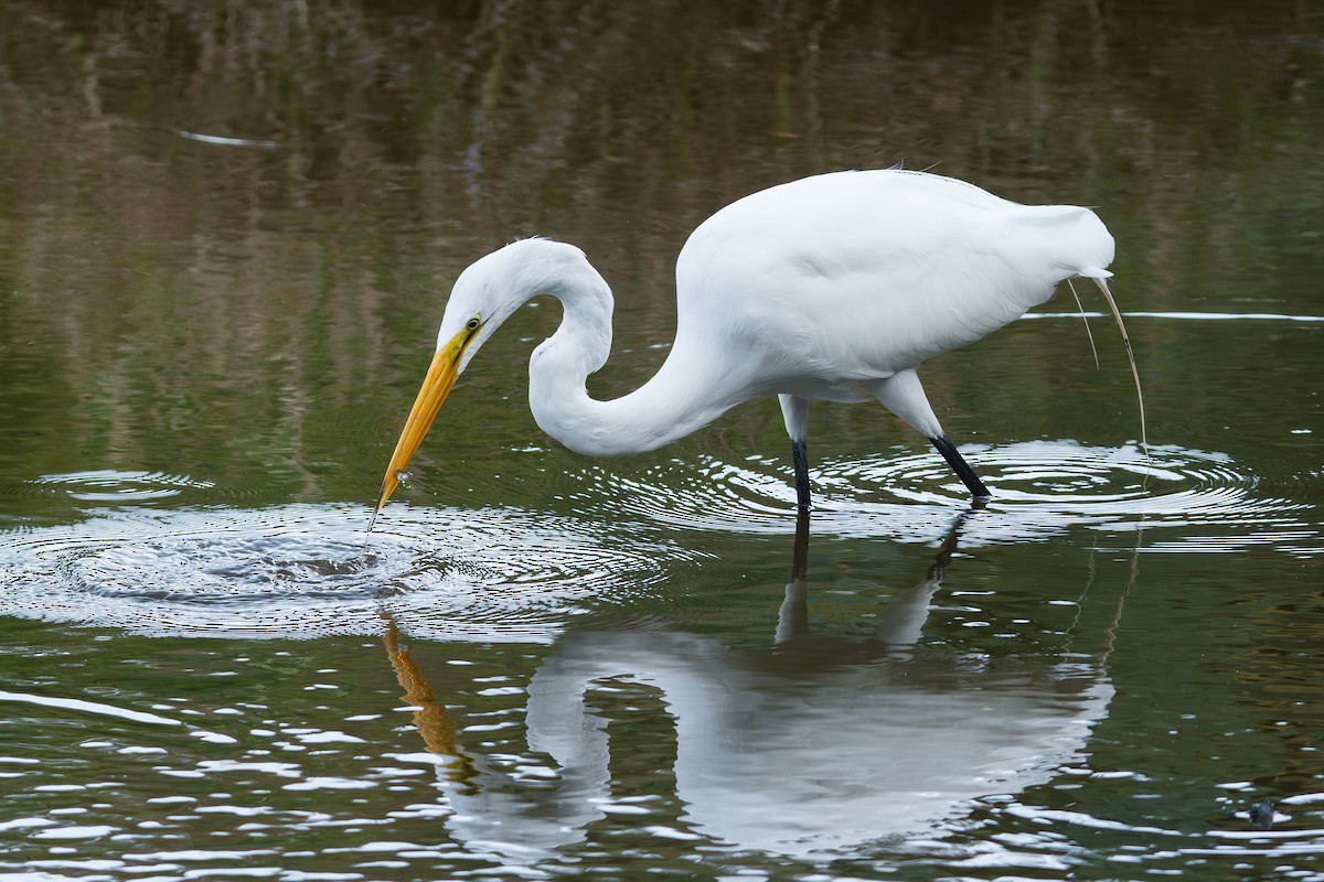 לבנית גדולה - ML630811192