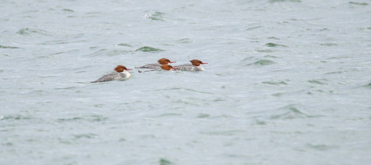 Common Merganser - ML630811199