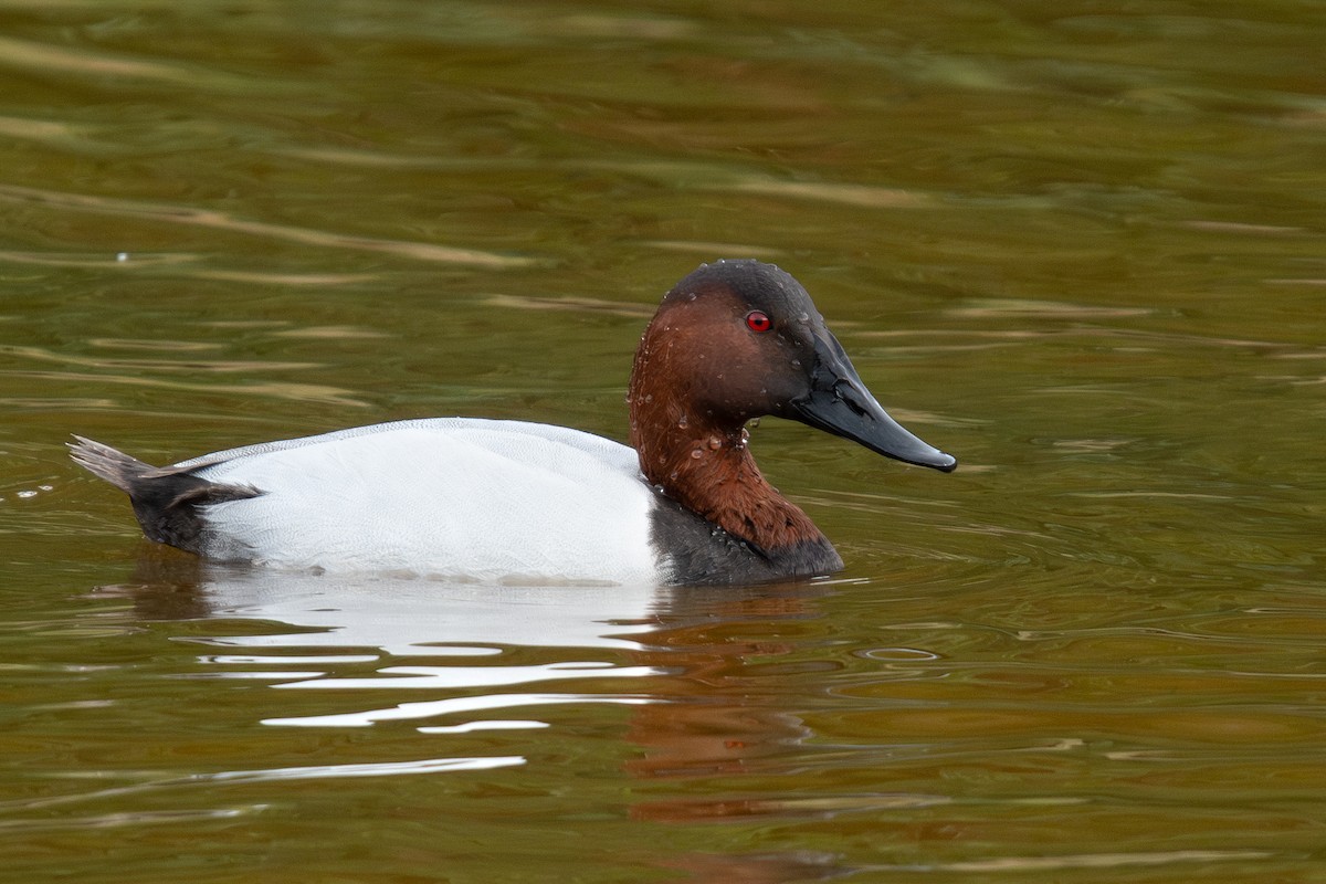 צולל ארוך-צוואר - ML630811256