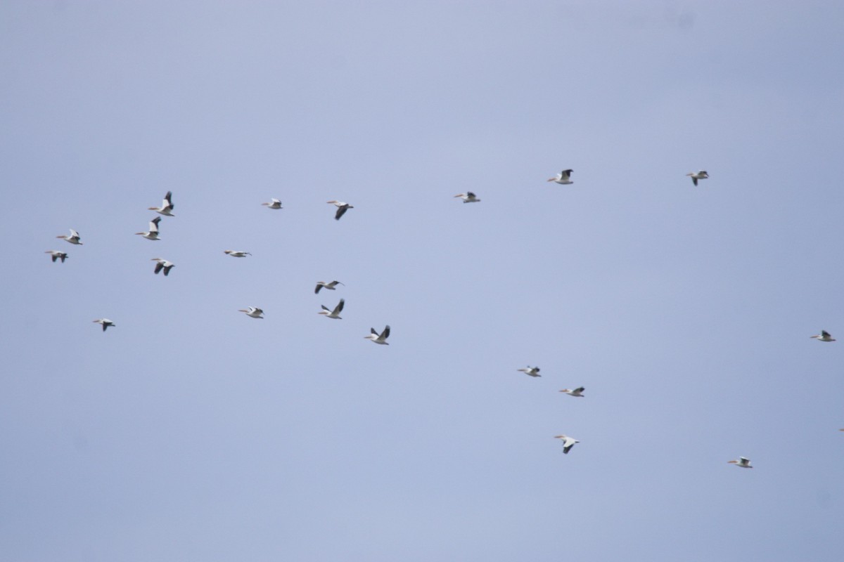 American White Pelican - ML630811295