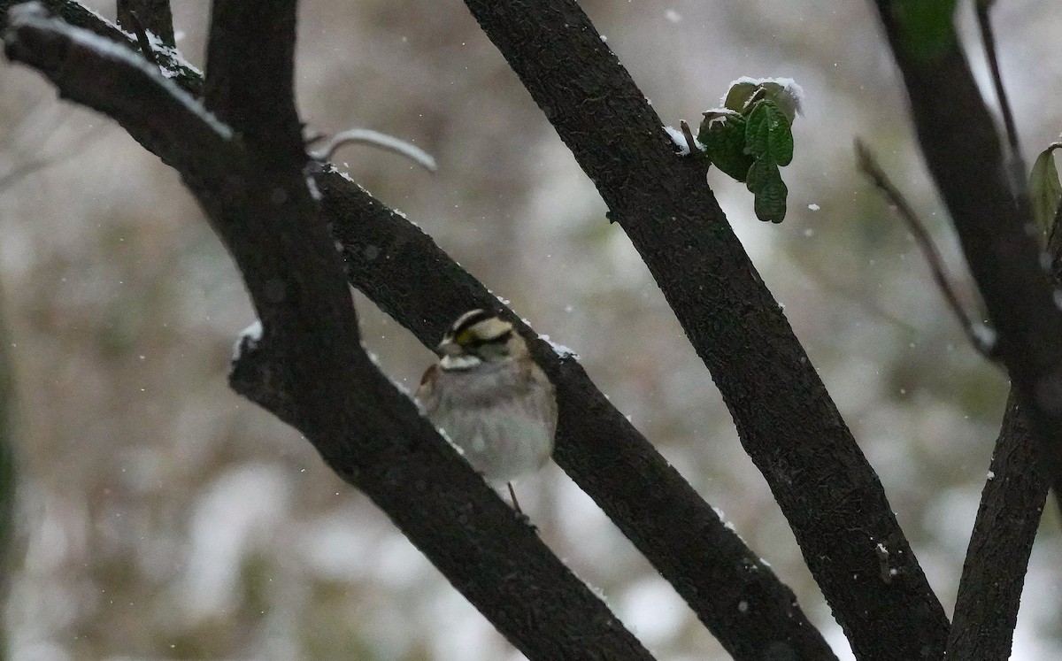 White-throated Sparrow - ML630811491