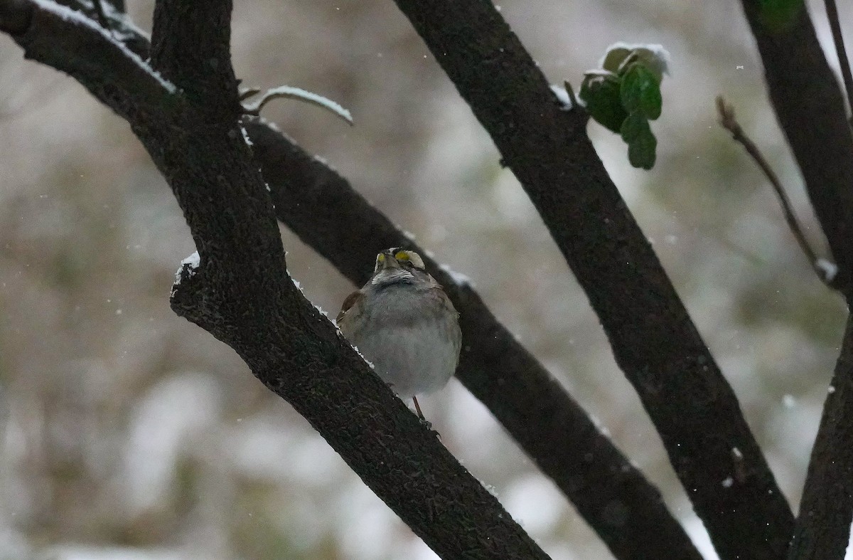 White-throated Sparrow - ML630811492
