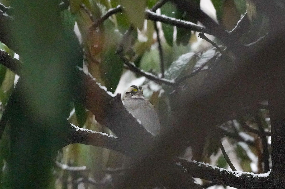 White-throated Sparrow - ML630811493