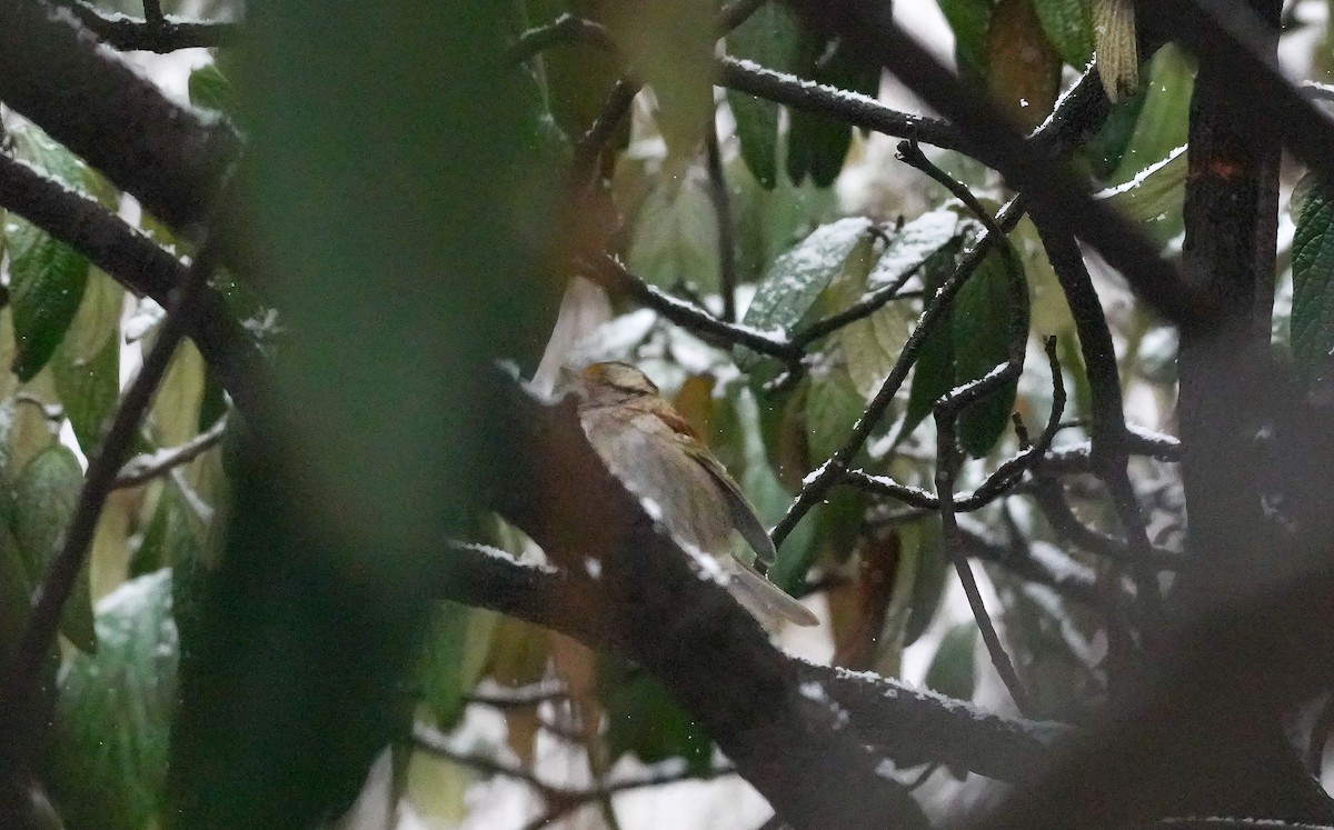 White-throated Sparrow - ML630811494