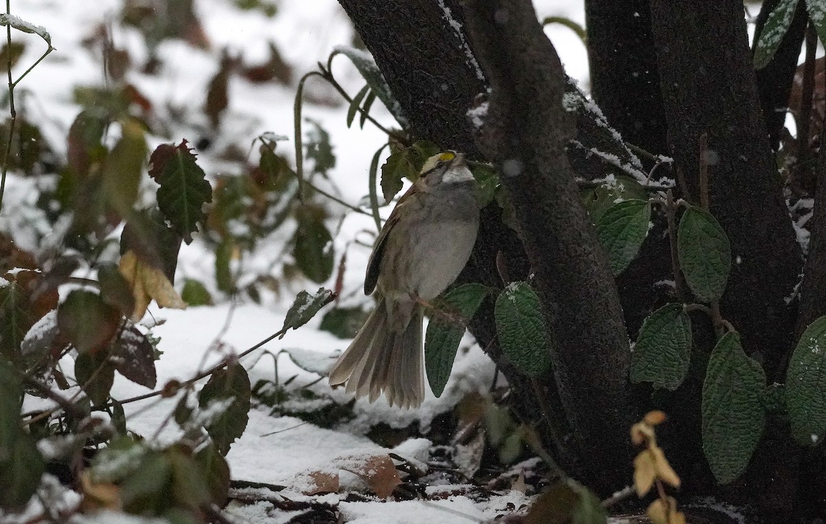 White-throated Sparrow - ML630811495