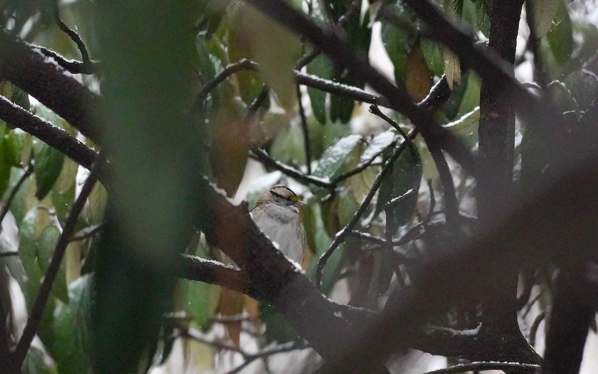 White-throated Sparrow - ML630811496