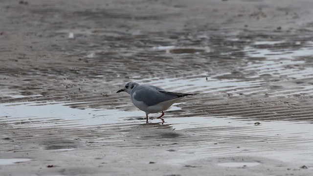 Bonaparte's Gull - ML630811531