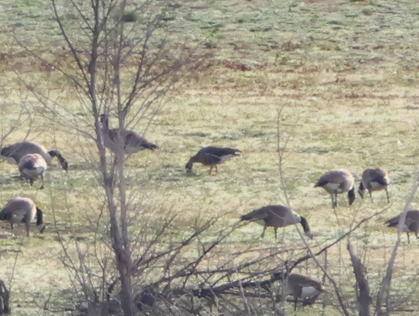 Greater White-fronted Goose - ML630811593