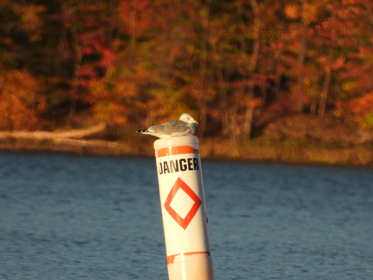 Ring-billed Gull - ML630811896