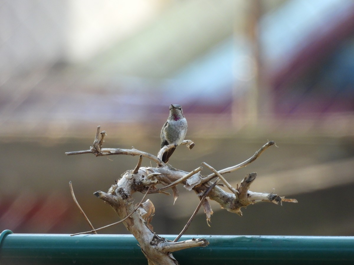 Anna's Hummingbird - ML630812066
