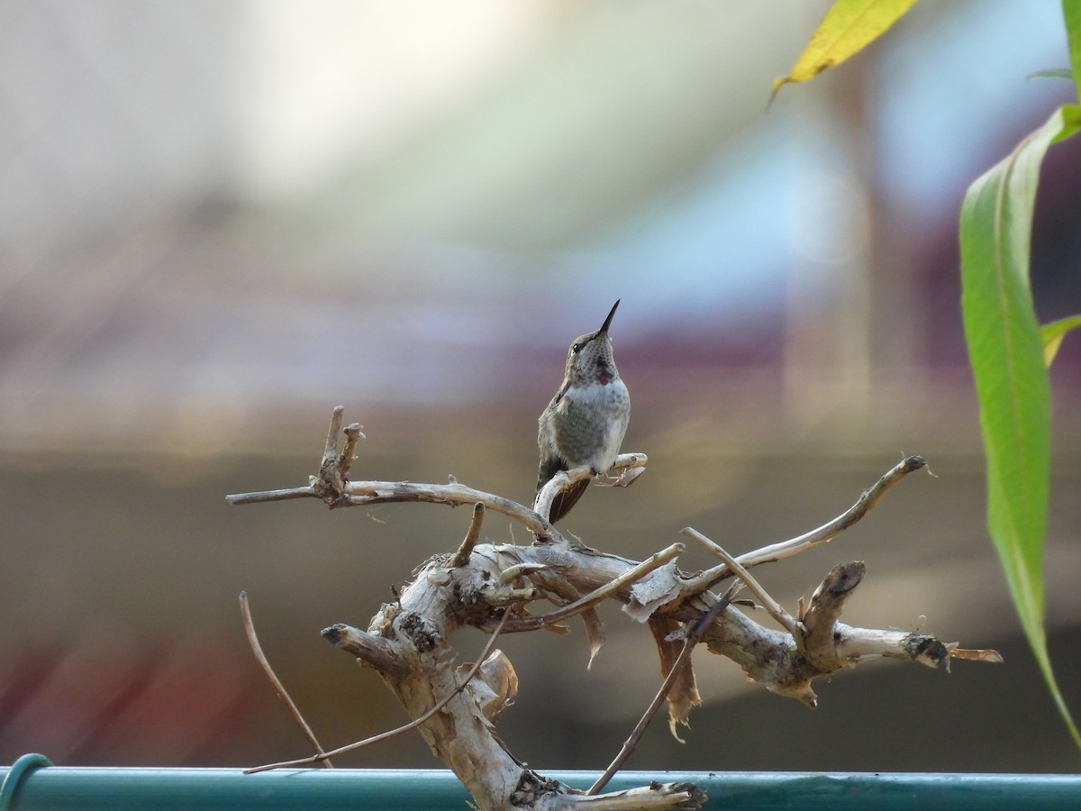 Anna's Hummingbird - ML630812067