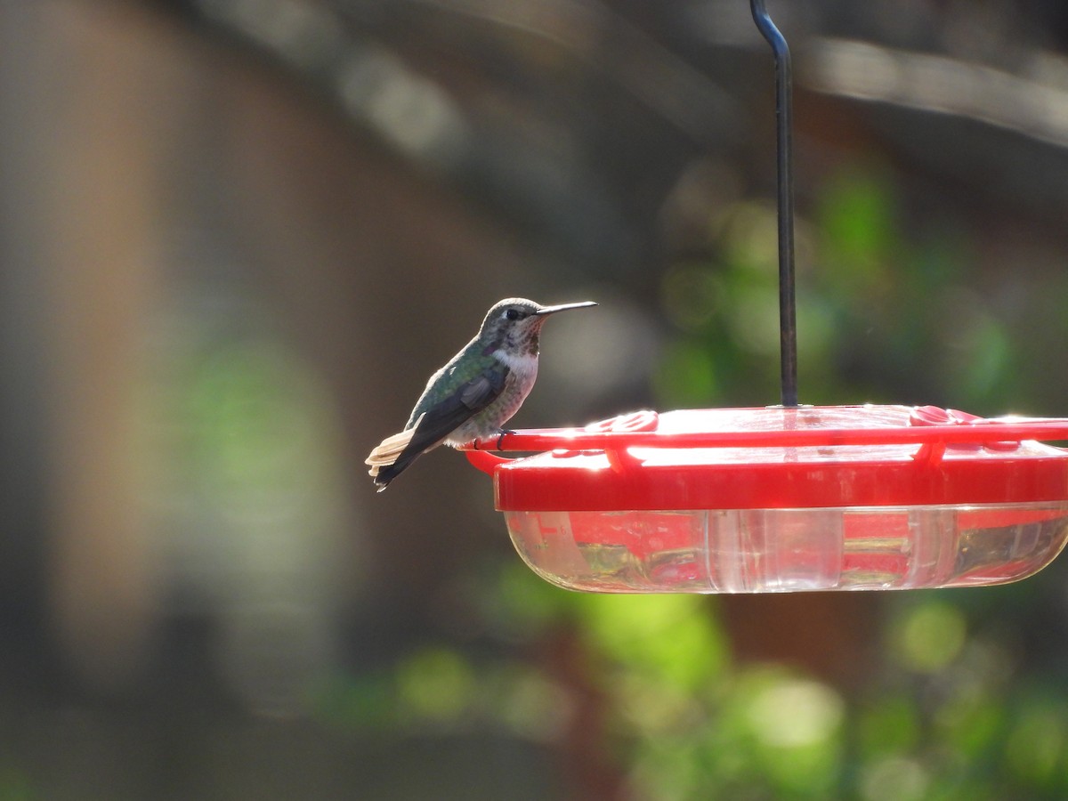 Anna's Hummingbird - ML630812068