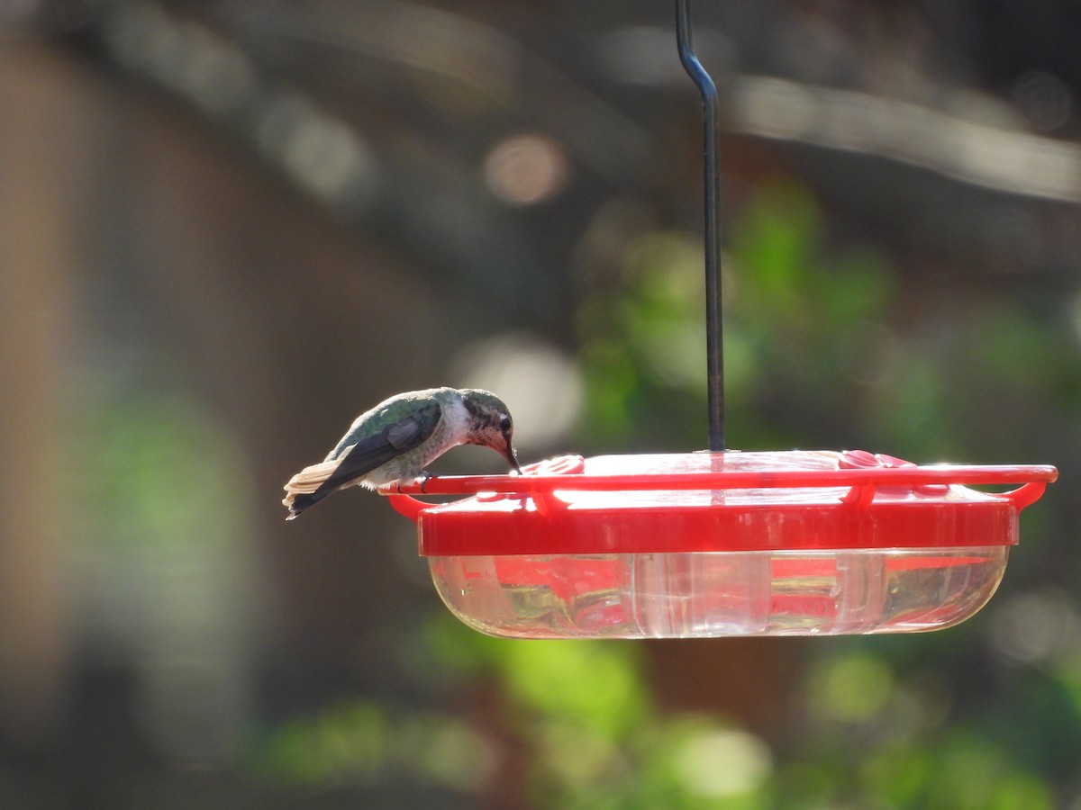 Anna's Hummingbird - ML630812069