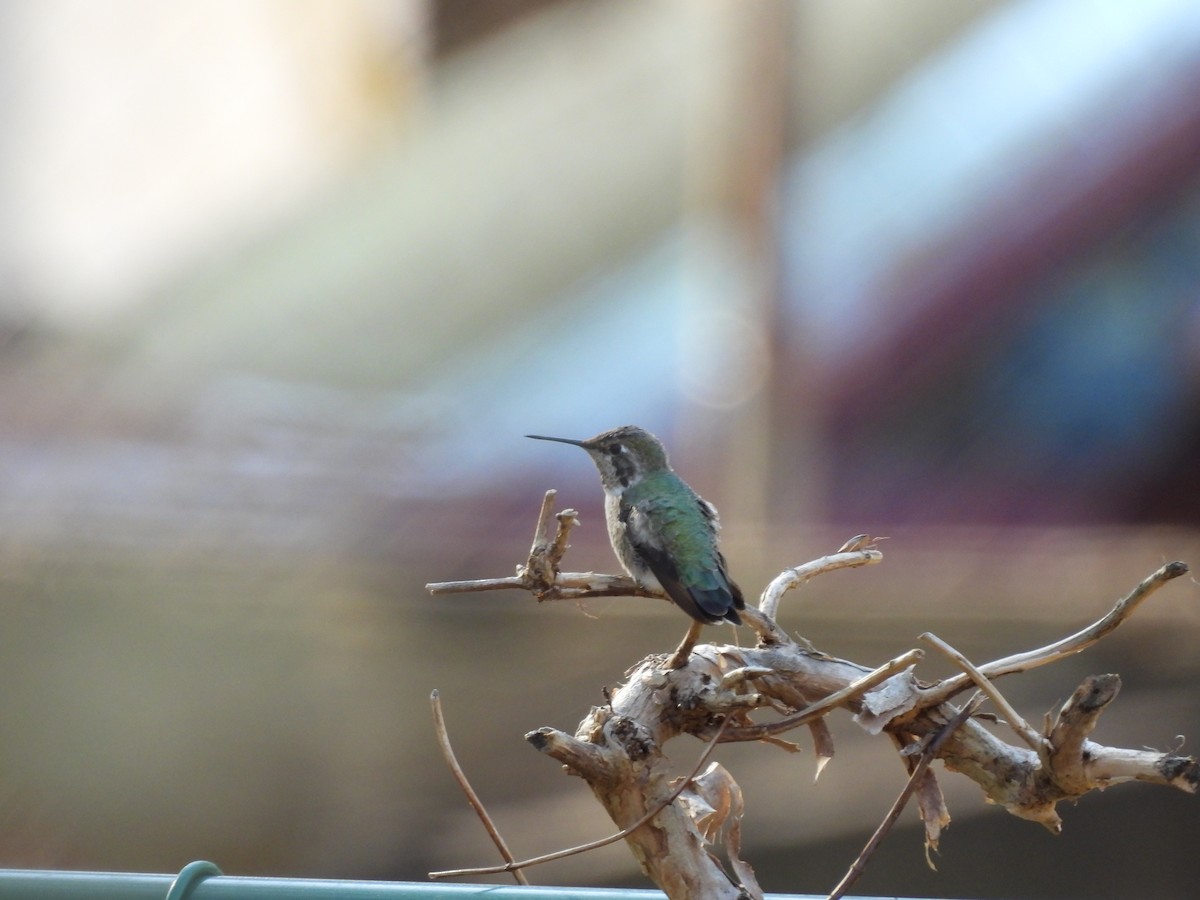 Anna's Hummingbird - ML630812070