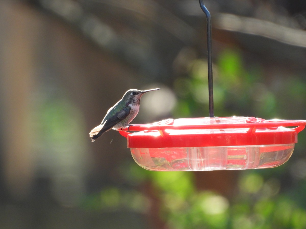 Anna's Hummingbird - ML630812071