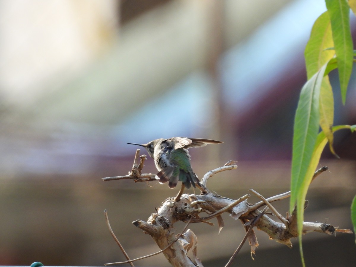 Anna's Hummingbird - ML630812072