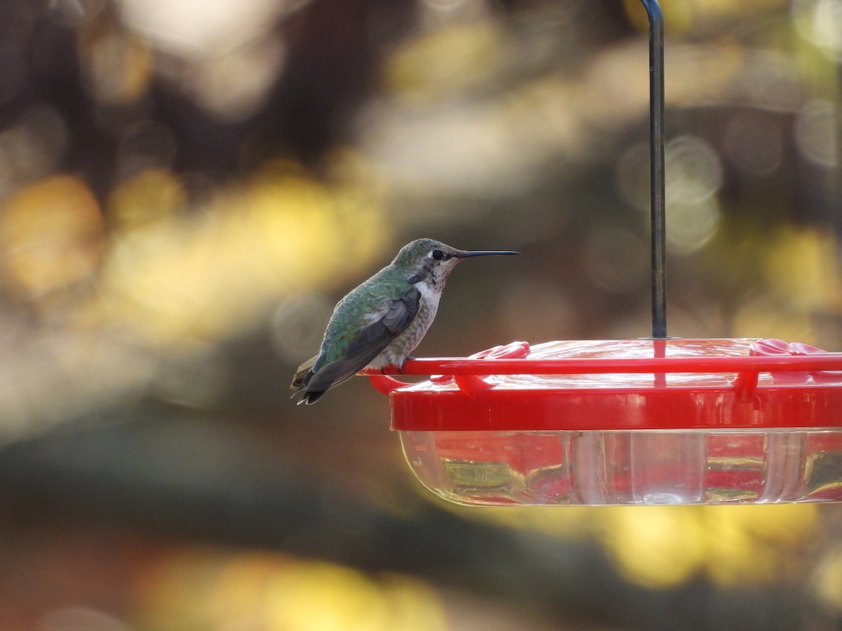 Anna's Hummingbird - ML630812073