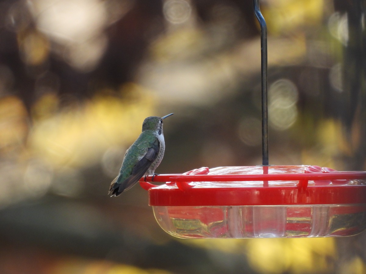 Anna's Hummingbird - ML630812075