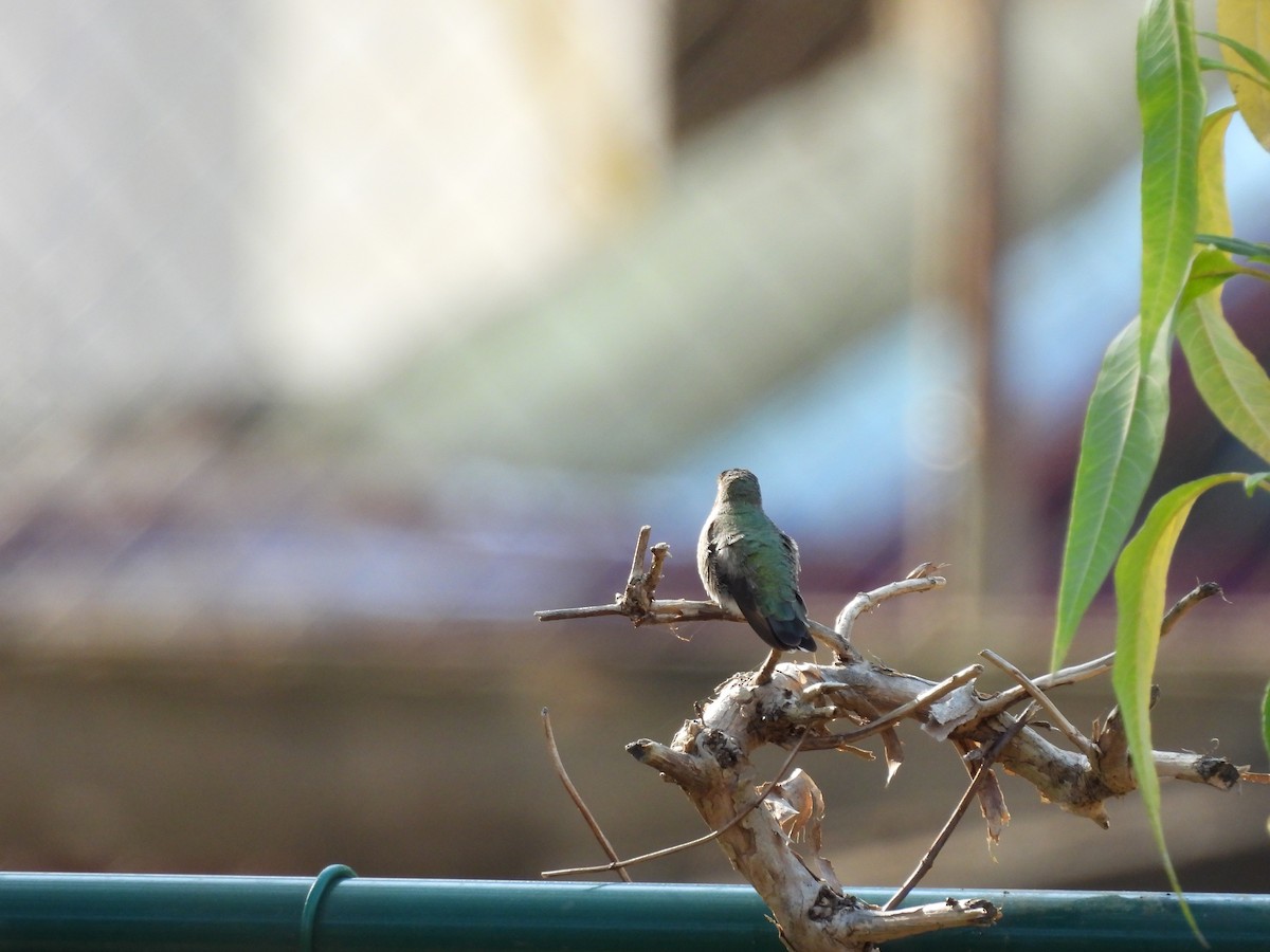 Anna's Hummingbird - ML630812076