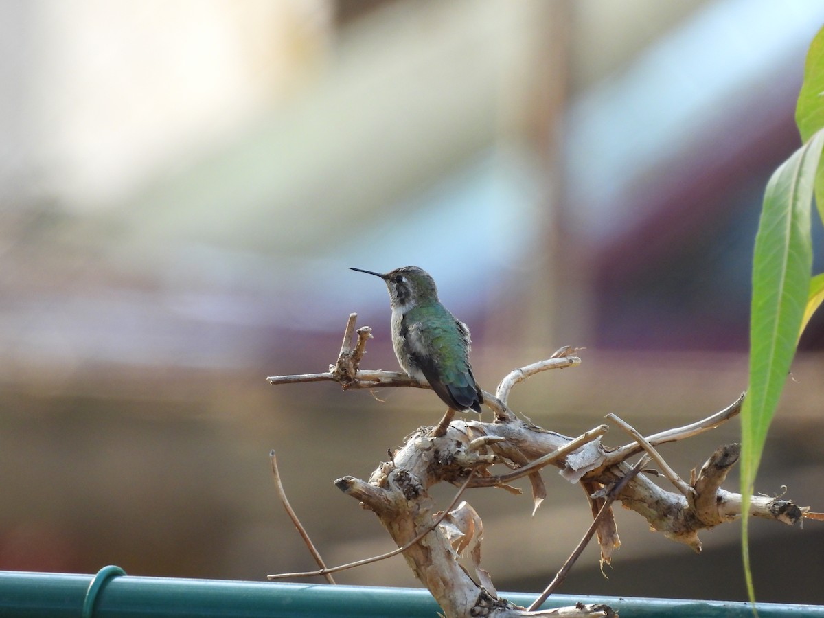 Anna's Hummingbird - ML630812077