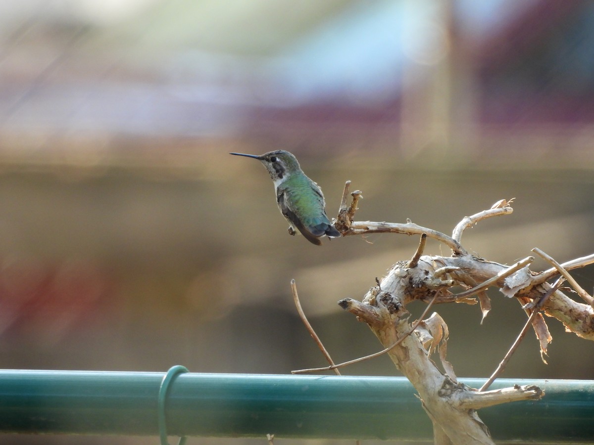 Anna's Hummingbird - ML630812078