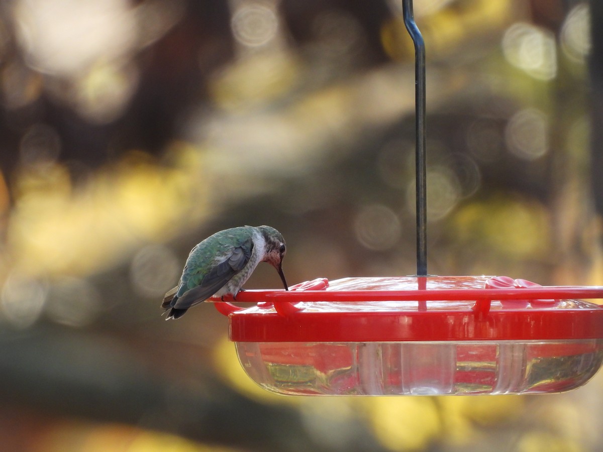 Anna's Hummingbird - ML630812079