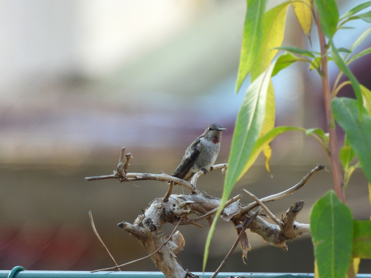 Anna's Hummingbird - ML630812081