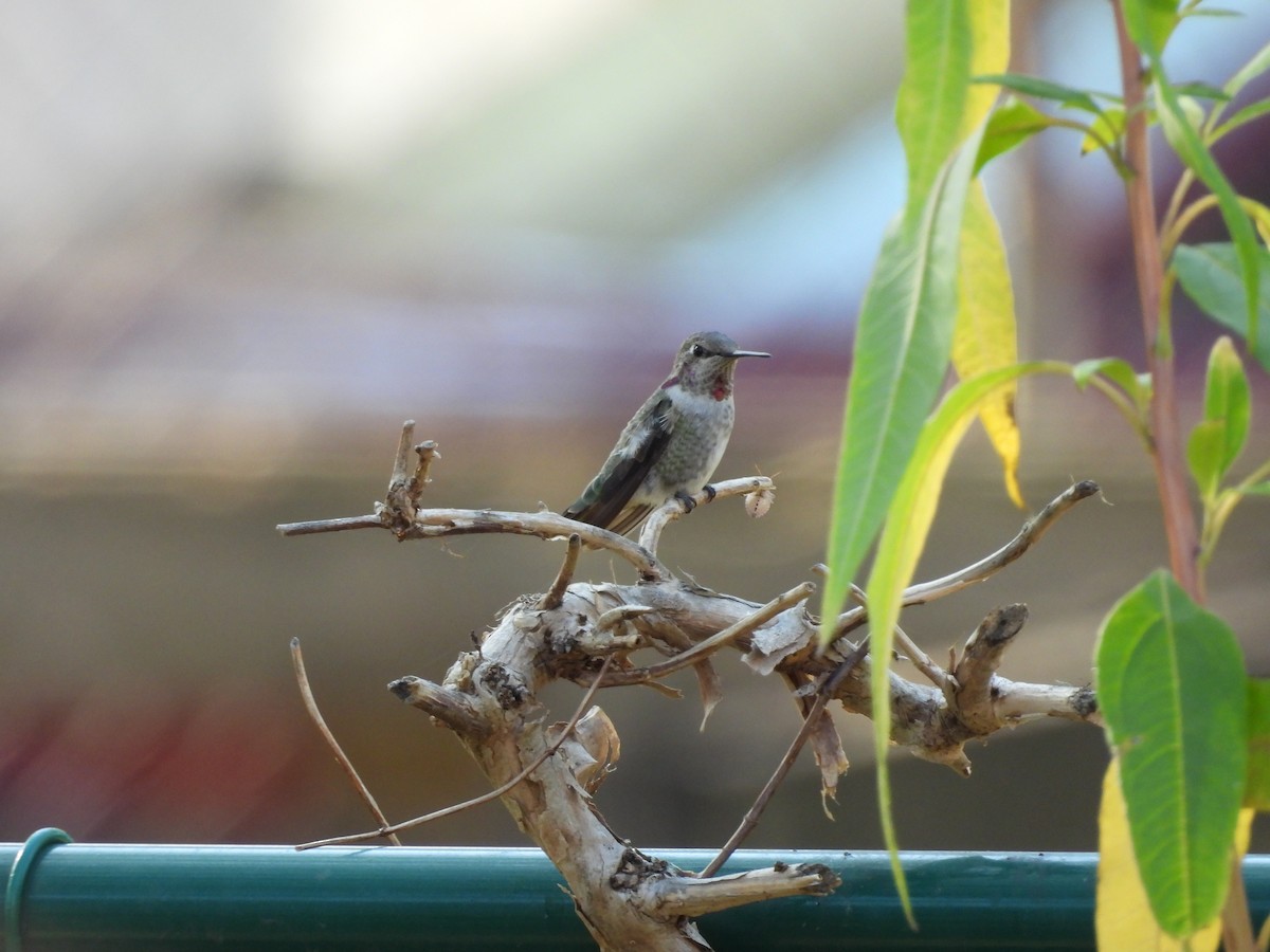 Anna's Hummingbird - ML630812082