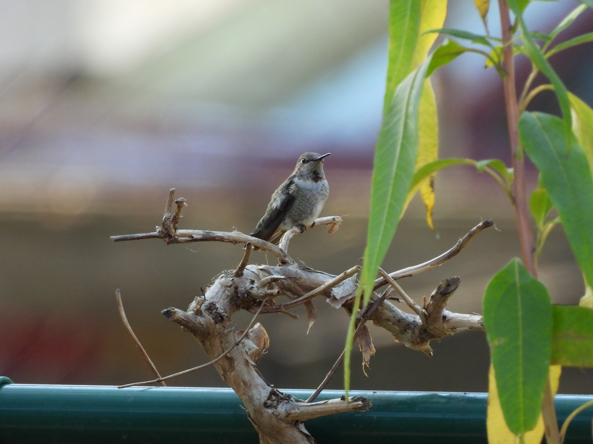 Anna's Hummingbird - ML630812084