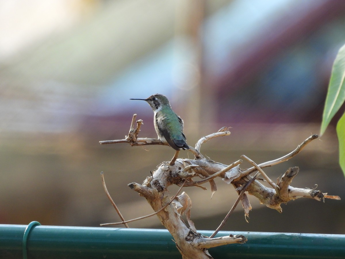 Anna's Hummingbird - ML630812085