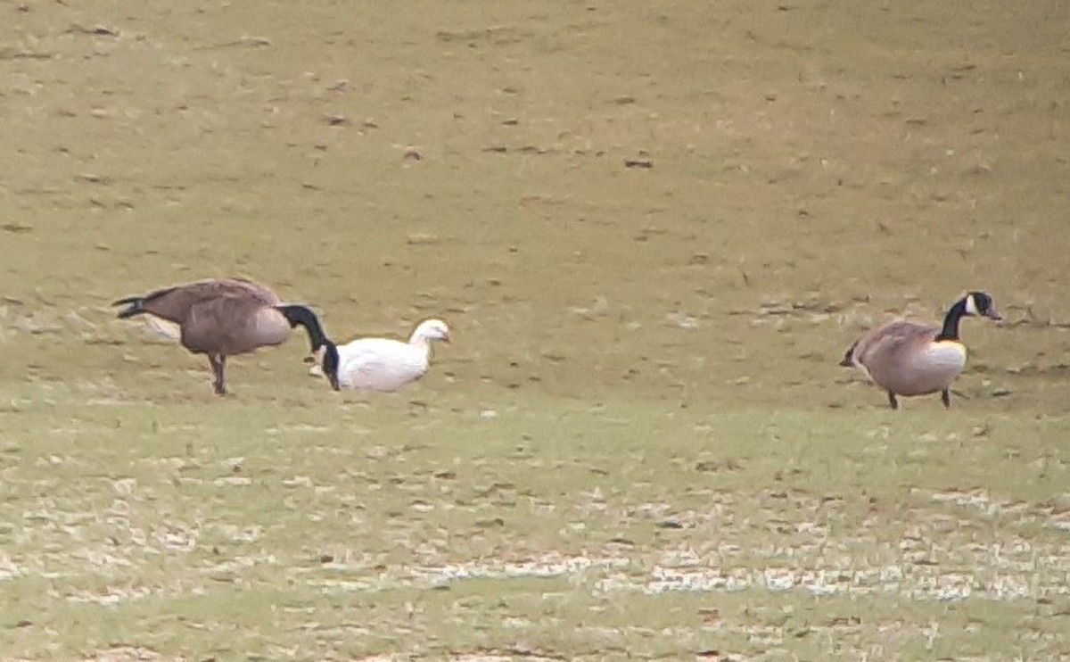 Ross's Goose - ML630812092