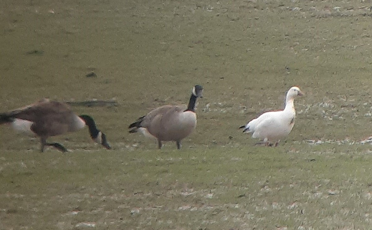 Ross's Goose - ML630812102