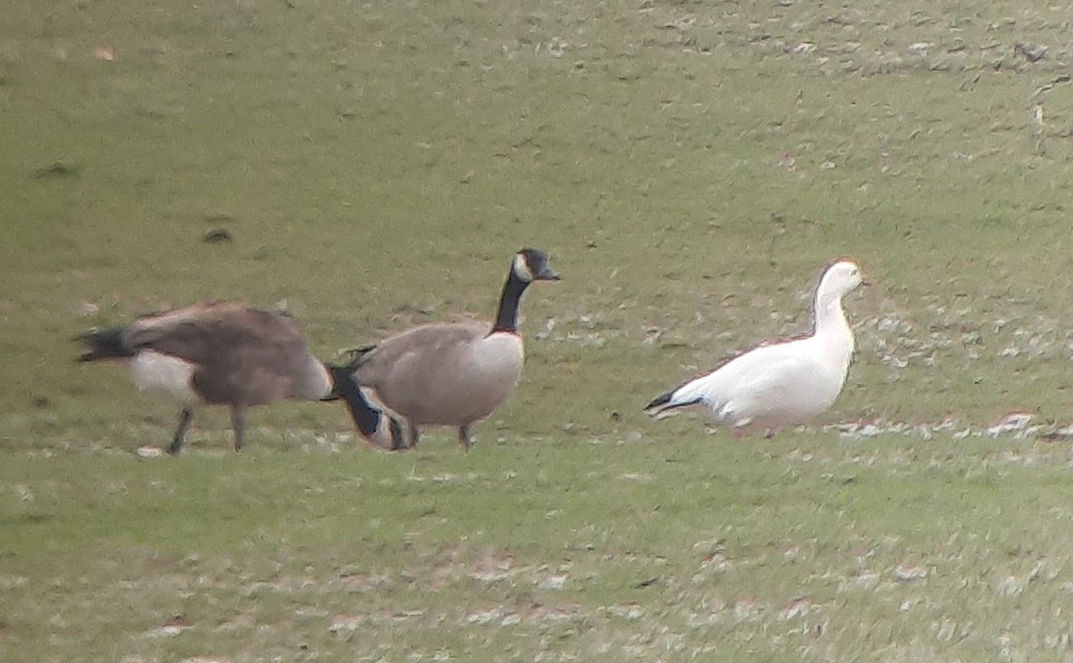 Ross's Goose - ML630812104