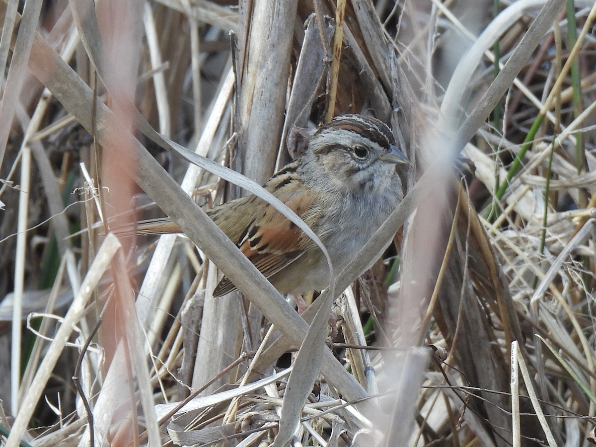 Swamp Sparrow - ML630812303