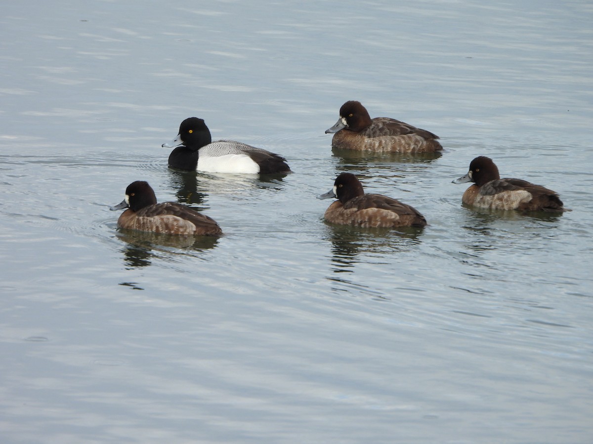 Lesser Scaup - ML630812371