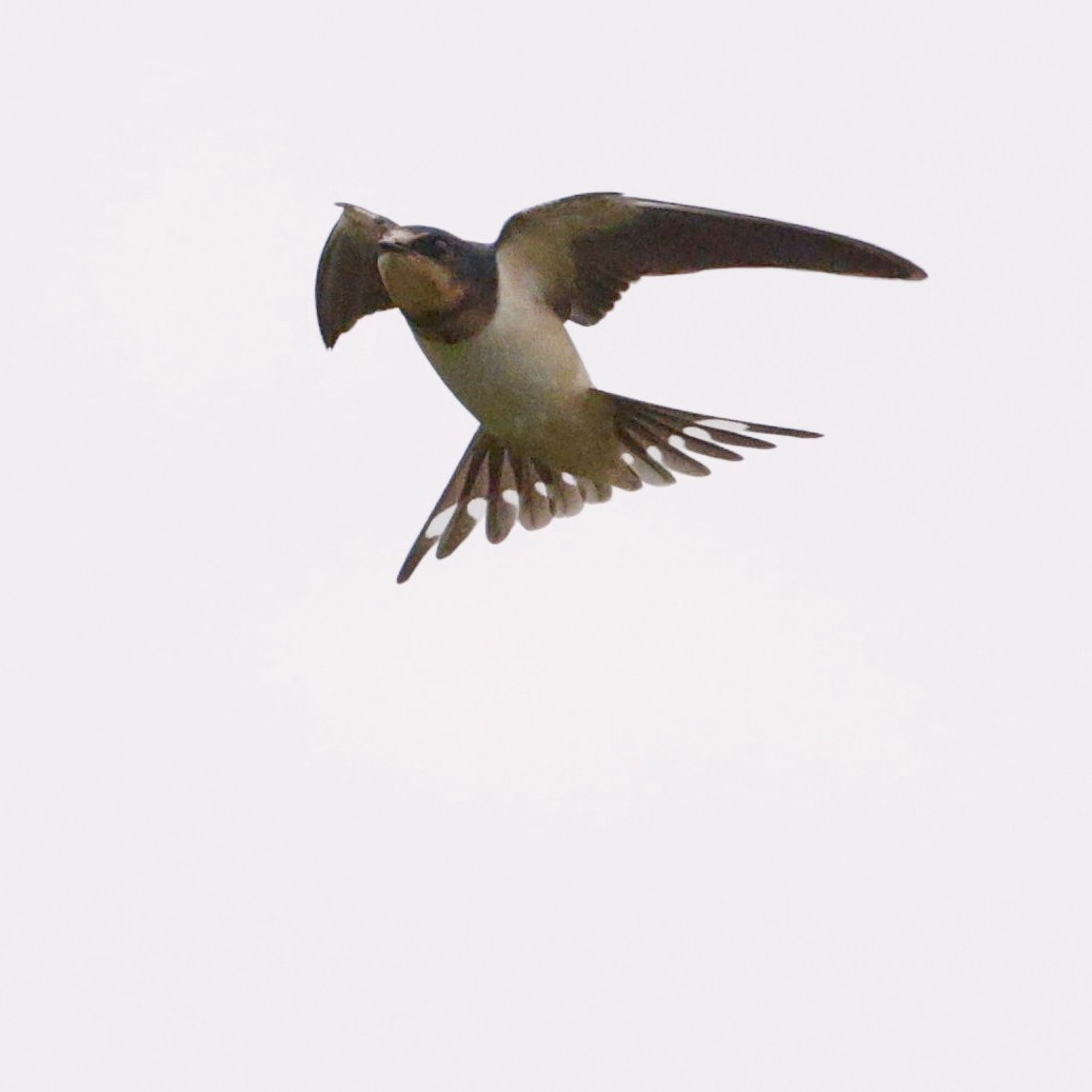 Barn Swallow - ML630812450