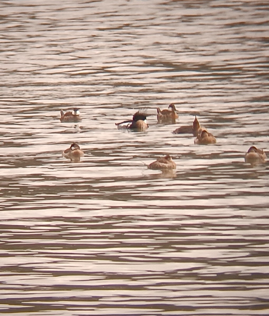 Tarakdiş - ML630812529