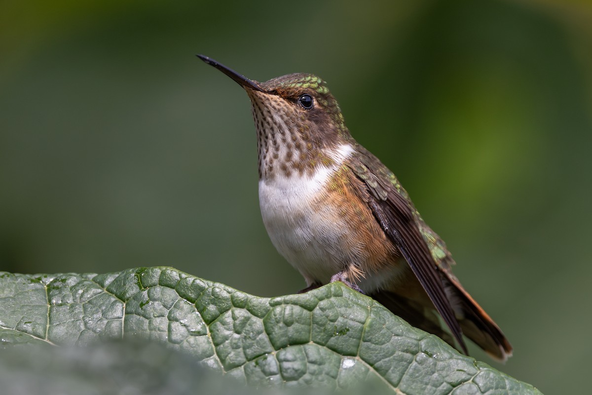 Volcano Hummingbird - ML630812557