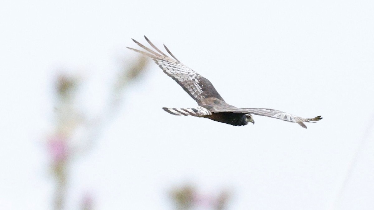 Long-winged Harrier - ML630812562