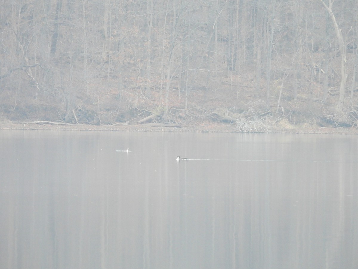 Red-throated Loon - ML630812683