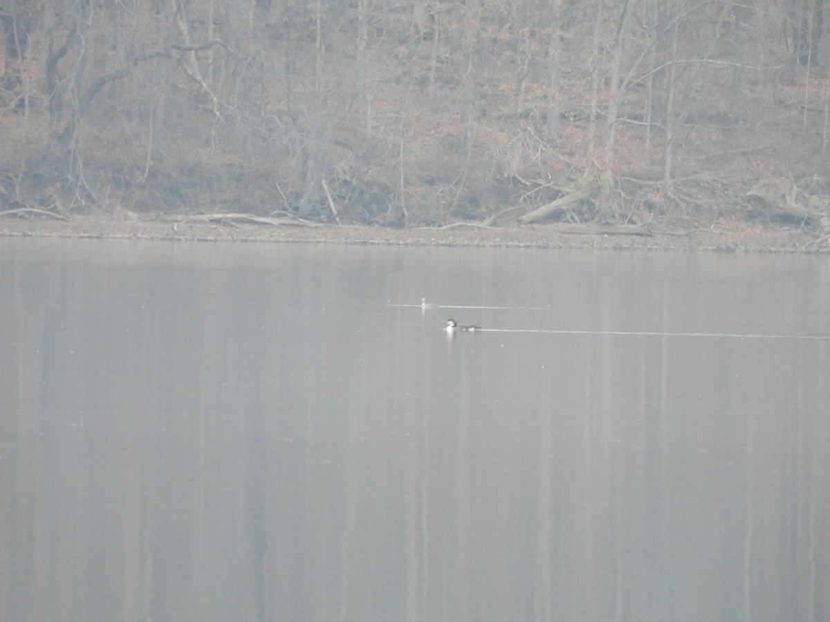 Red-throated Loon - ML630812684