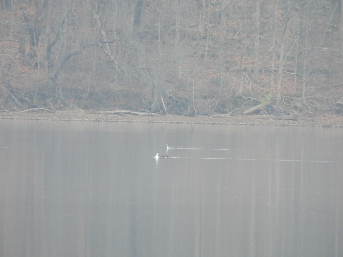 Red-throated Loon - ML630812685