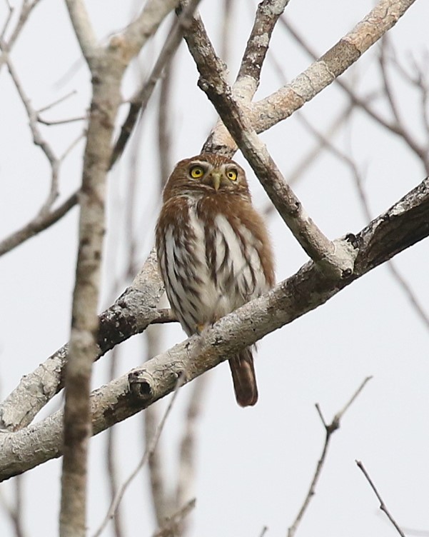 Ferruginous Pygmy-Owl - ML630813031