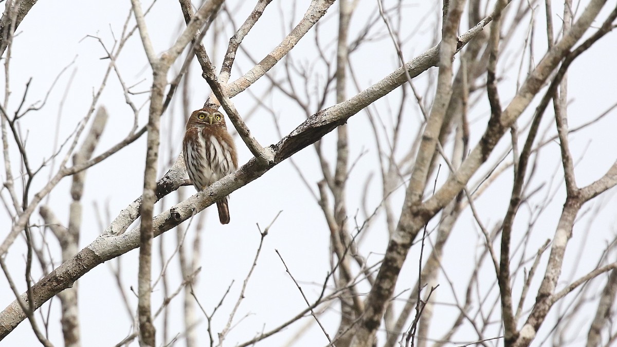 Ferruginous Pygmy-Owl - ML630813034